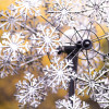 Winters Snowflake SP705